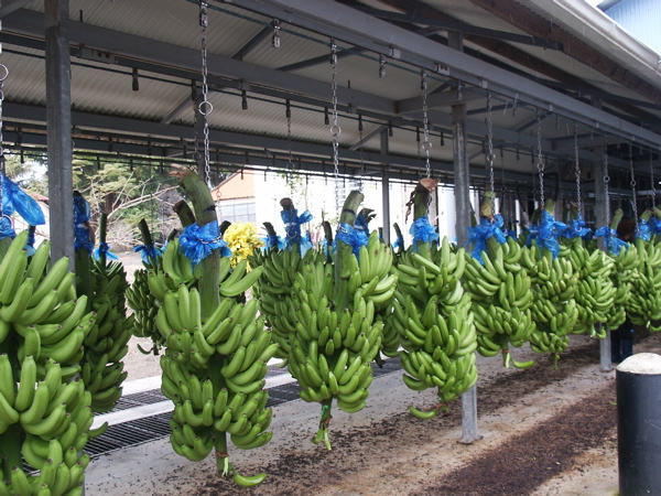 CAMEROUN-COMMERCE:  PLUS DE 27% DE HAUSSE EN AVRIL POUR L’EXPORTATION DE LA BANANE CAMEROUN-COMMERCE:  PLUS DE 27% DE HAUSSE EN AVRIL POUR L’EXPORTATION DE LA BANANE