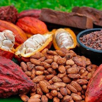 CAMEROUN-CACAO: UNE  ASSOCIATION FRANCO-CAMEROUNAISE POUR DES FÈVES DE QUALITÉ CAMEROUN-CACAO: UNE  ASSOCIATION FRANCO-CAMEROUNAISE POUR DES FÈVES DE QUALITÉ