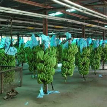 CAMEROUN-ECONOMIE: HAUSSE DE PLUS DE 27% DE L’EXPORTATION DE BANANES EN MAI 2022 CAMEROUN-ECONOMIE: HAUSSE DE PLUS DE 27% DE L’EXPORTATION DE BANANES EN MAI 2022