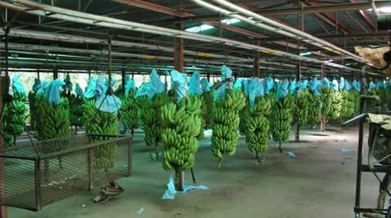 CAMEROUN-ECONOMIE: HAUSSE DE PLUS DE 27% DE L’EXPORTATION DE BANANES EN MAI 2022 CAMEROUN-ECONOMIE: HAUSSE DE PLUS DE 27% DE L’EXPORTATION DE BANANES EN MAI 2022