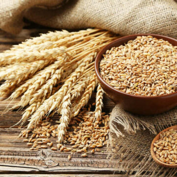 CAMEROUN-AGRICULTURE: L’IRAD REÇOIT UNE BOUFFÉE D’OXYGÈNE POUR LA CULTURE DU BLÉ CAMEROUN-AGRICULTURE: L’IRAD REÇOIT UNE BOUFFÉE D’OXYGÈNE POUR LA CULTURE DU BLÉ