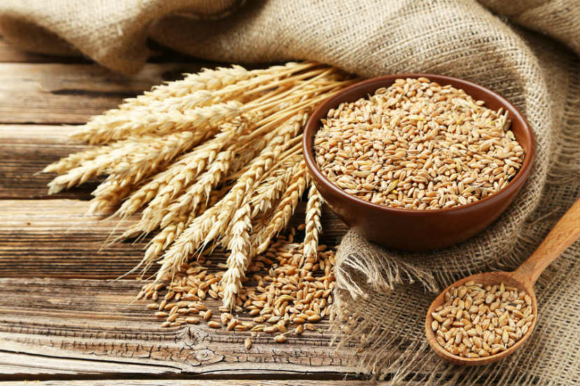 CAMEROUN-AGRICULTURE: L’IRAD REÇOIT UNE BOUFFÉE D’OXYGÈNE POUR LA CULTURE DU BLÉ CAMEROUN-AGRICULTURE: L’IRAD REÇOIT UNE BOUFFÉE D’OXYGÈNE POUR LA CULTURE DU BLÉ