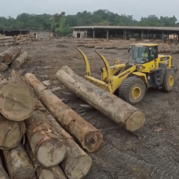 CAMEROUN-EXPLOITATION FORESTIÈRE : QUE FAUT IL ATTENDRE DE LA NON EXPORTATION DES GRUMES? CAMEROUN-EXPLOITATION FORESTIÈRE : QUE FAUT IL ATTENDRE DE LA NON EXPORTATION DES GRUMES?