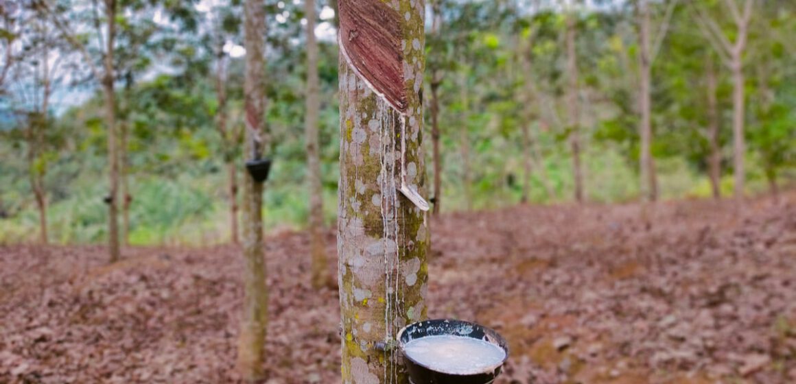 AFRIQUE-ENVIRONNEMENT: LE PARLEMENT EUROPÉEN VEUT RÉDUIRE LA DÉFORESTATION AFRIQUE-ENVIRONNEMENT: LE PARLEMENT EUROPÉEN VEUT RÉDUIRE LA DÉFORESTATION