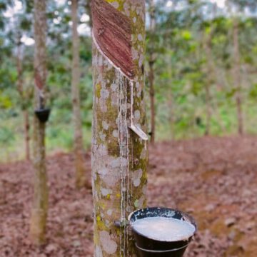 AFRIQUE-ENVIRONNEMENT: LE PARLEMENT EUROPÉEN VEUT RÉDUIRE LA DÉFORESTATION AFRIQUE-ENVIRONNEMENT: LE PARLEMENT EUROPÉEN VEUT RÉDUIRE LA DÉFORESTATION