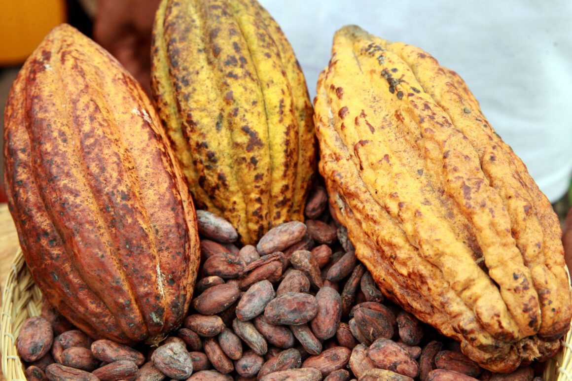 CAMEROUN – CACAO : PRIX RECORD à 4225 FCFA le kg !