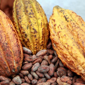 CAMEROUN – CACAO : PRIX RECORD à 4225 FCFA le kg ! CAMEROUN – CACAO : PRIX RECORD à 4225 FCFA le kg !