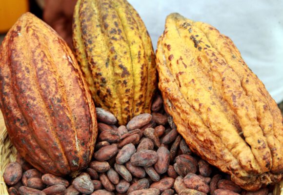 CAMEROUN – CACAO : PRIX RECORD à 4225 FCFA le kg !