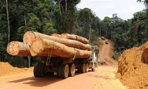 CAMEROUN – BOIS : INTERDICTION D’EXPORTATION DE 76 ESSENCES POUR PRÉSERVER SES FORÊTS CAMEROUN – BOIS : INTERDICTION D’EXPORTATION DE 76 ESSENCES POUR PRÉSERVER SES FORÊTS
