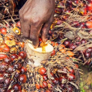 CAMEROUN – HUILE DE PALME : 80 MILLIARDS DE FCFA POUR LA CONSTRUCTION D’UNE USINE DE TRANSFORMATION CAMEROUN – HUILE DE PALME : 80 MILLIARDS DE FCFA POUR LA CONSTRUCTION D’UNE USINE DE TRANSFORMATION