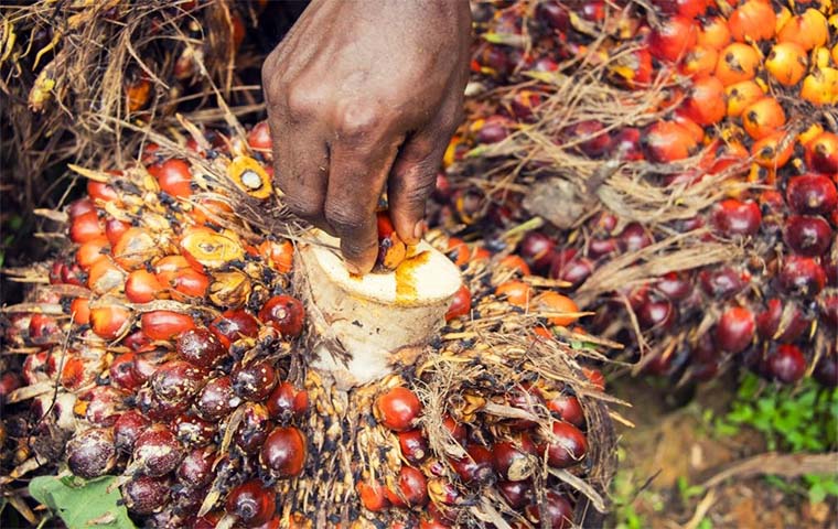 CAMEROUN – HUILE DE PALME : 80 MILLIARDS DE FCFA POUR LA CONSTRUCTION D’UNE USINE DE TRANSFORMATION CAMEROUN – HUILE DE PALME : 80 MILLIARDS DE FCFA POUR LA CONSTRUCTION D’UNE USINE DE TRANSFORMATION
