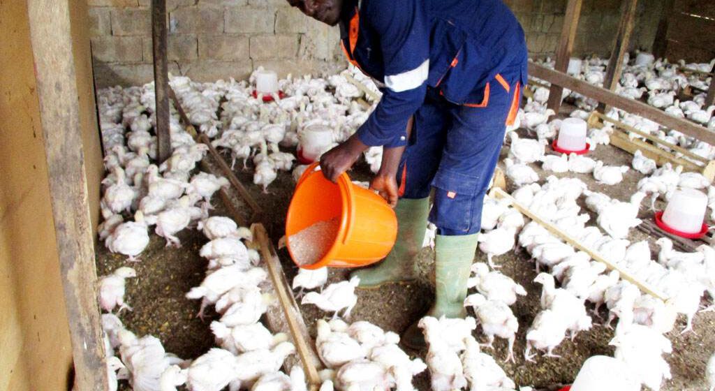 CAMEROUN -AGROALIMENTAIRE : UNE USINE D’ ALIMENTS POUR ANIMAUX CAMEROUN -AGROALIMENTAIRE : UNE USINE D’ ALIMENTS POUR ANIMAUX