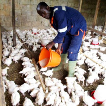 CAMEROUN -AGROALIMENTAIRE : UNE USINE D’ ALIMENTS POUR ANIMAUX CAMEROUN -AGROALIMENTAIRE : UNE USINE D’ ALIMENTS POUR ANIMAUX