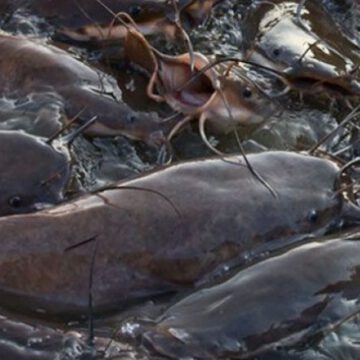 CAMEROUN : 6,5 FCFA MILLIARDS POUR UNE NOUVELLE IMPULSION POUR L’ÉLEVAGE ET LA LA PISCICULTURE CAMEROUN : 6,5 FCFA MILLIARDS POUR UNE NOUVELLE IMPULSION POUR L’ÉLEVAGE ET LA LA PISCICULTURE