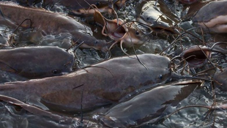 CAMEROUN : 6,5 FCFA MILLIARDS POUR UNE NOUVELLE IMPULSION POUR L’ÉLEVAGE ET LA LA PISCICULTURE CAMEROUN : 6,5 FCFA MILLIARDS POUR UNE NOUVELLE IMPULSION POUR L’ÉLEVAGE ET LA LA PISCICULTURE