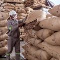 CAMEROUN – CACAO : LES EXPORTATIONS CHUTENT DE 66 543 TONNES