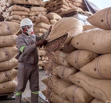 CAMEROUN – CACAO : LES EXPORTATIONS CHUTENT DE 66 543 TONNES