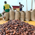 CAMEROUN-CACAO : LES COURS RESTENT SOLIDES À L’OUVERTURE DE SEPTEMBRE