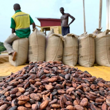 CAMEROUN-CACAO : LES COURS RESTENT SOLIDES À L’OUVERTURE DE SEPTEMBRE