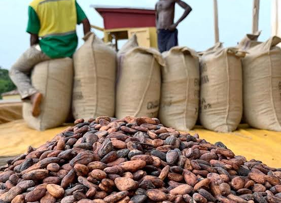 CAMEROUN-CACAO : LES COURS RESTENT SOLIDES À L’OUVERTURE DE SEPTEMBRE CAMEROUN-CACAO : LES COURS RESTENT SOLIDES À L’OUVERTURE DE SEPTEMBRE