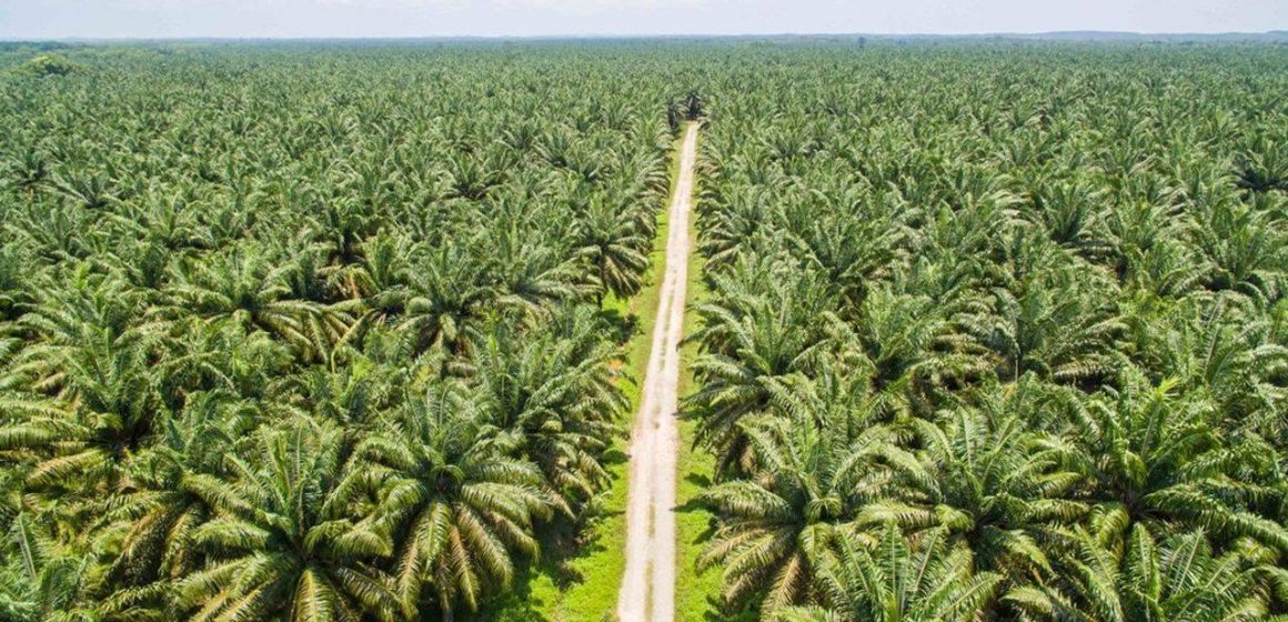 CAMEROUN – AGRO-ALIMENTAIRE : UN PROJET D&rsquo;USINE D&rsquo;ENGRAIS ORGANIQUES DE 8,8 MILLIARDS DE FCFA EN PERSPECTIVE