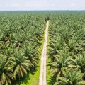 CAMEROUN – AGRO-ALIMENTAIRE : UN PROJET D&rsquo;USINE D&rsquo;ENGRAIS ORGANIQUES DE 8,8 MILLIARDS DE FCFA EN PERSPECTIVE
