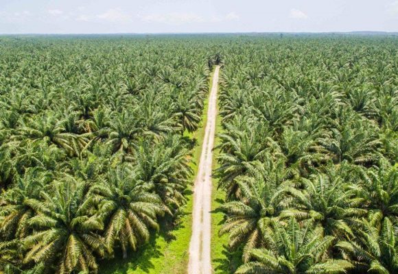 CAMEROUN – AGRO-ALIMENTAIRE : UN PROJET D&rsquo;USINE D&rsquo;ENGRAIS ORGANIQUES DE 8,8 MILLIARDS DE FCFA EN PERSPECTIVE