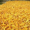 CAMEROUN – FILIÈRE MAÏS : 6 MILLIONS DE TONNES A L’HORIZON 2030