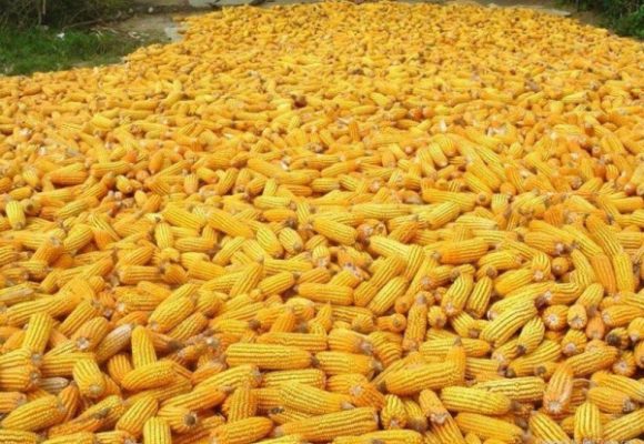 CAMEROUN – FILIÈRE MAÏS : 6 MILLIONS DE TONNES A L’HORIZON 2030